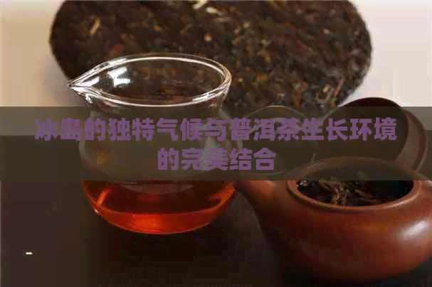 冰岛的独特气候与普洱茶生长环境的完美结合