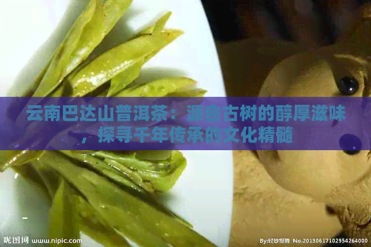 云南巴达山普洱茶：源自古树的醇厚滋味，探寻千年传承的文化精髓