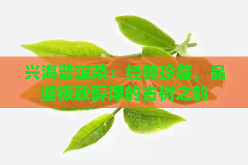 兴海普洱茶：经典珍藏，品鉴极致醇厚的古树之韵