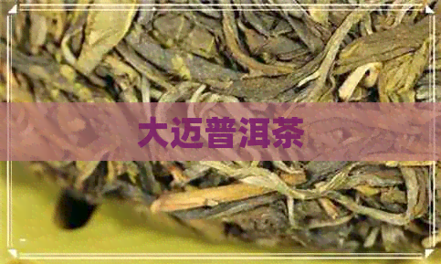 大迈普洱茶