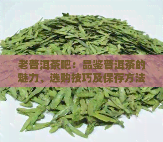 老普洱茶吧：品鉴普洱茶的魅力、选购技巧及保存方法，助您成为普洱茶专家