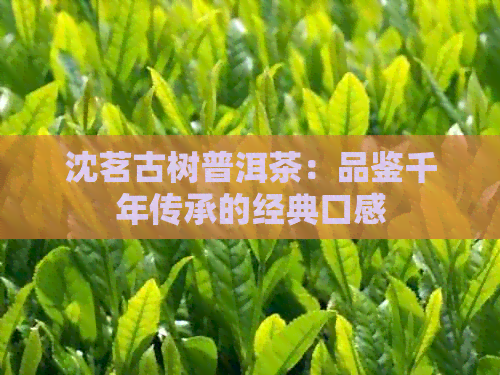 沈茗古树普洱茶：品鉴千年传承的经典口感