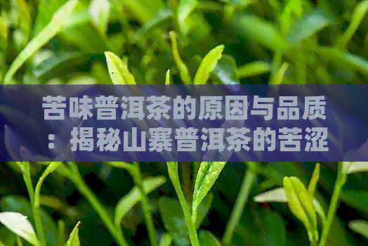 苦味普洱茶的原因与品质：揭秘山寨普洱茶的苦涩秘密