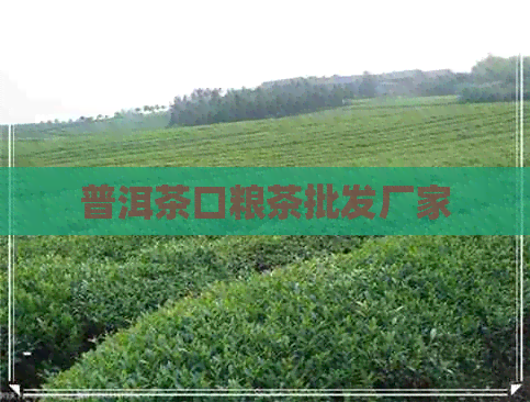 普洱茶口粮茶批发厂家