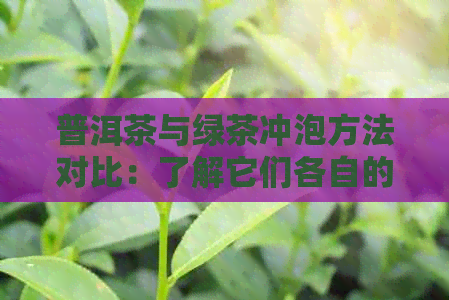 普洱茶与绿茶冲泡方法对比：了解它们各自的功效、作用及口感