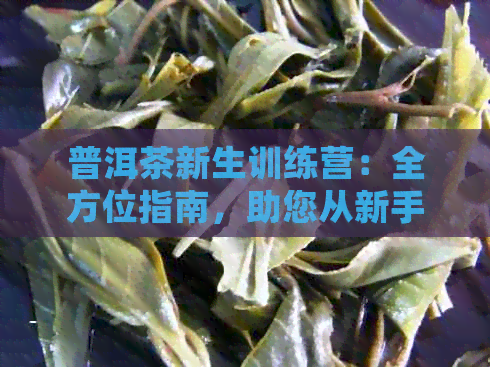 普洱茶新生训练营：全方位指南，助您从新手到专家的蜕变之路