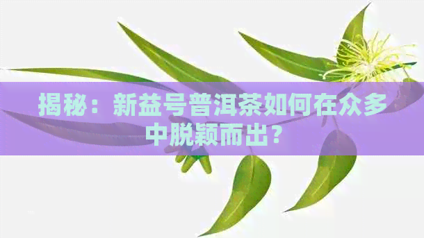 揭秘：新益号普洱茶如何在众多中脱颖而出？