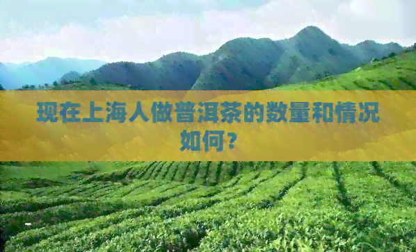 现在上海人做普洱茶的数量和情况如何？