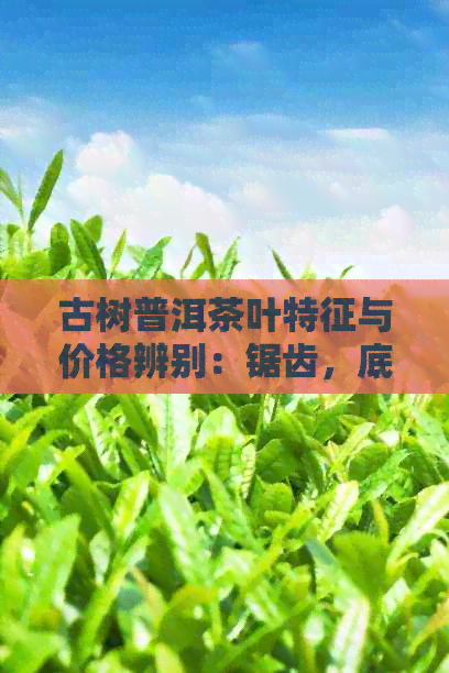 古树普洱茶叶特征与价格辨别：锯齿，底片，成份解析