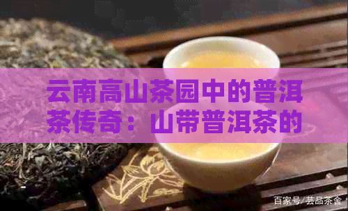 云南高山茶园中的普洱茶传奇：山带普洱茶的故事