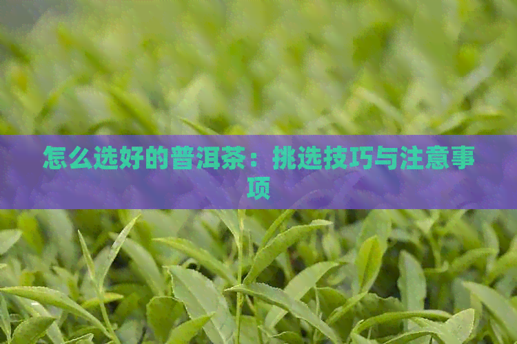 怎么选好的普洱茶：挑选技巧与注意事项