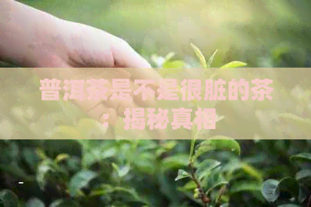 普洱茶是不是很脏的茶：揭秘真相