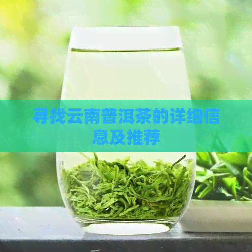 寻找云南普洱茶的详细信息及推荐