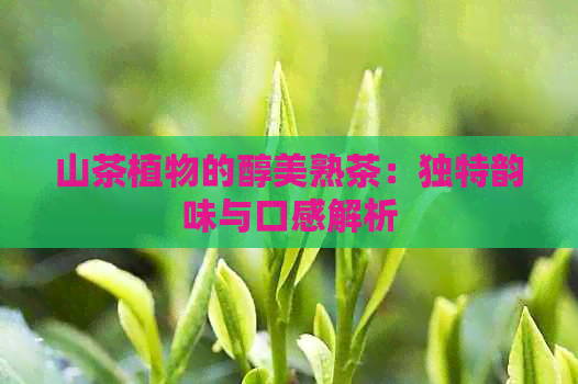 山茶植物的醇美熟茶：独特韵味与口感解析