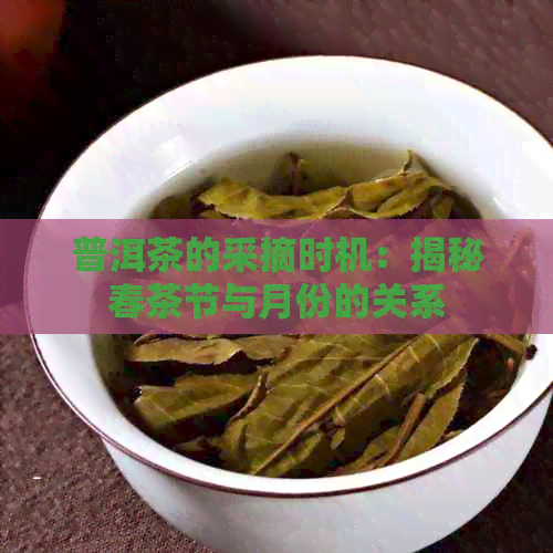 普洱茶的采摘时机：揭秘春茶节与月份的关系