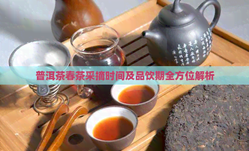 普洱茶春茶采摘时间及品饮期全方位解析