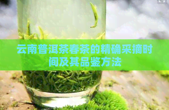 云南普洱茶春茶的精确采摘时间及其品鉴方法