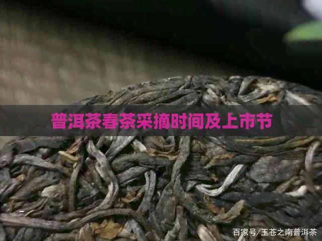 普洱茶春茶采摘时间及上市节