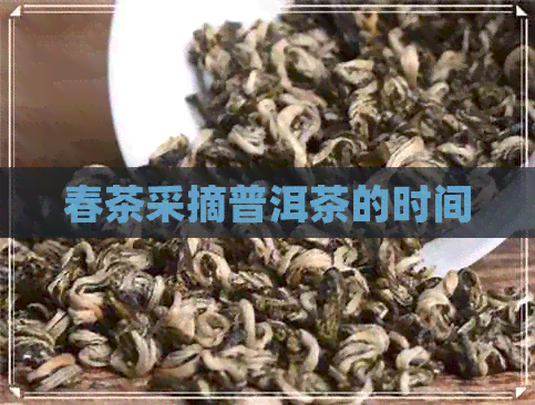 春茶采摘普洱茶的时间