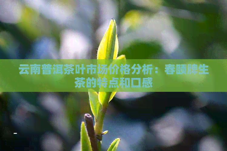 云南普洱茶叶市场价格分析：春颐牌生茶的特点和口感