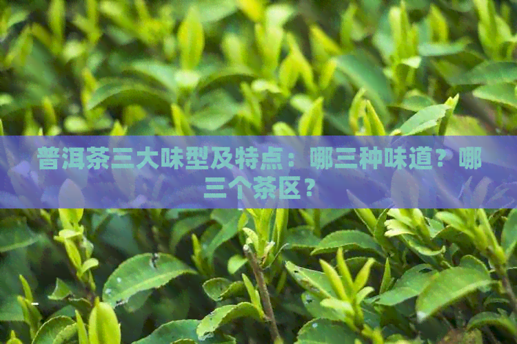 普洱茶三大味型及特点：哪三种味道？哪三个茶区？