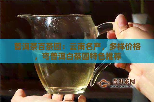 普洱茶百茶园：云南名产，多样价格，弯普洱白茶园特色推荐