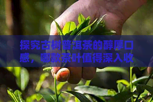 探究古树普洱茶的醇厚口感，哪款茶叶值得深入收藏？