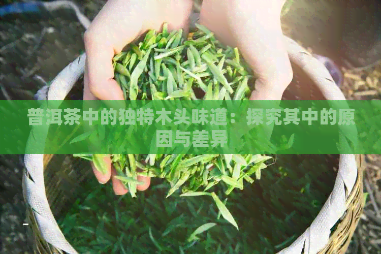 普洱茶中的独特木头味道：探究其中的原因与差异