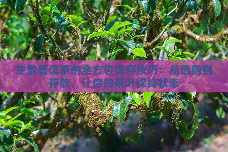 生散普洱茶的全方位保存技巧：从选购到存放，让你的茶叶保持状态