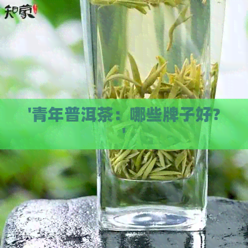 '青年普洱茶：哪些牌子好？'