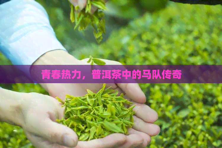 青春热力，普洱茶中的马队传奇