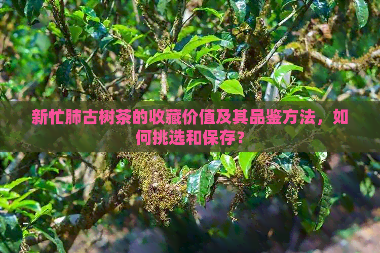 新忙肺古树茶的收藏价值及其品鉴方法，如何挑选和保存？