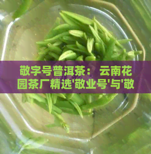 敬字号普洱茶： 云南花园茶厂精选'敬业号'与'敬号'普洱茶饼