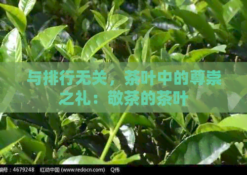 与排行无关，茶叶中的尊崇之礼：敬茶的茶叶