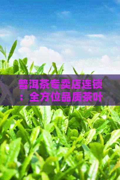 普洱茶专卖店连锁：全方位品质茶叶选购与专业冲泡指导