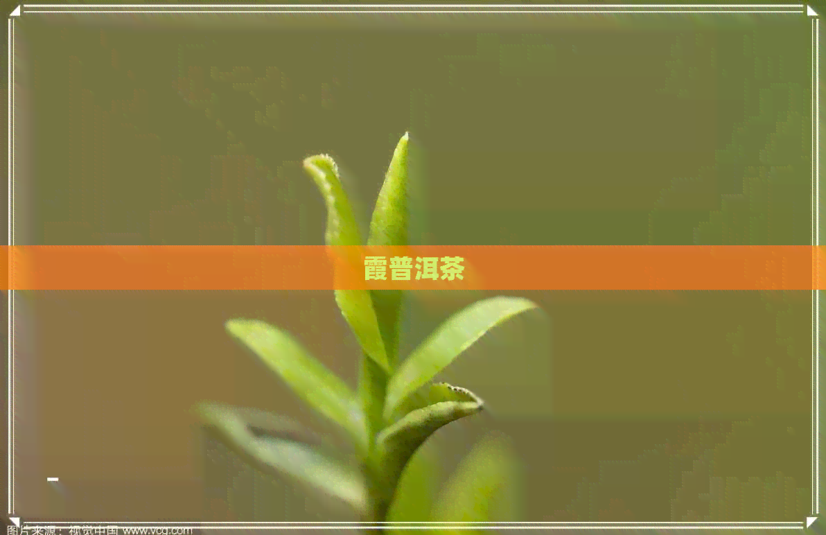 霞普洱茶