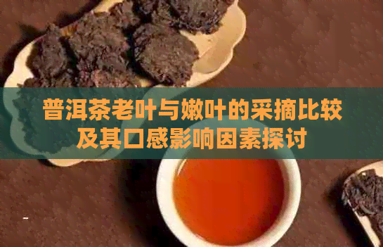 普洱茶老叶与嫩叶的采摘比较及其口感影响因素探讨