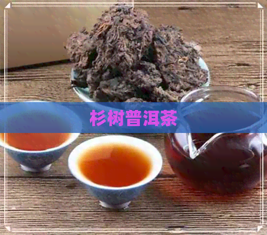 杉树普洱茶