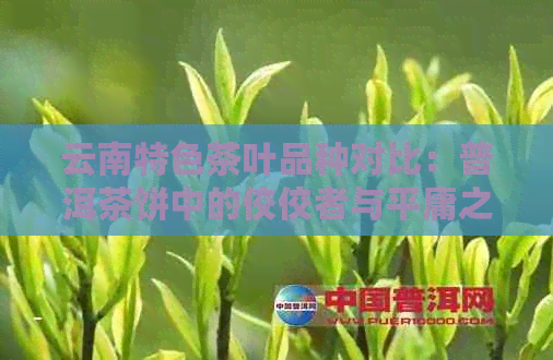 云南特色茶叶品种对比：普洱茶饼中的佼佼者与平庸之选