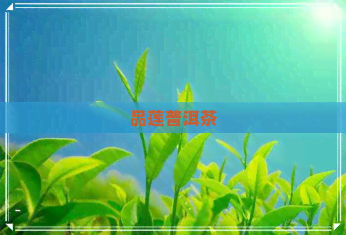 品莲普洱茶