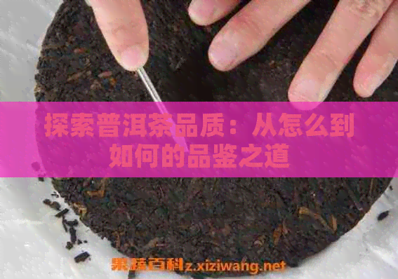 探索普洱茶品质：从怎么到如何的品鉴之道