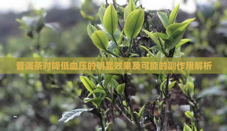 普洱茶对降低血压的明显效果及可能的副作用解析