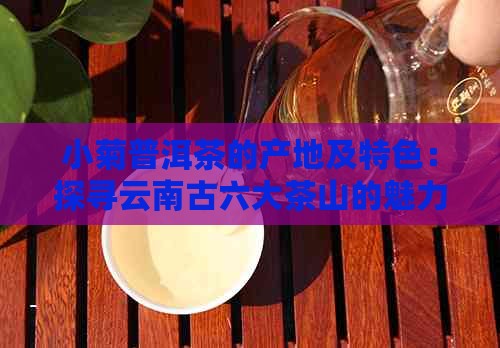 小菊普洱茶的产地及特色：探寻云南古六大茶山的魅力