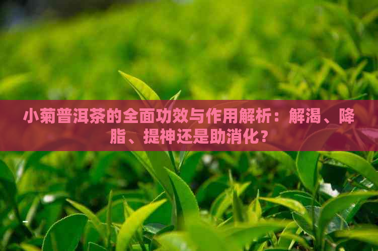 小菊普洱茶的全面功效与作用解析：解渴、降脂、提神还是助消化？