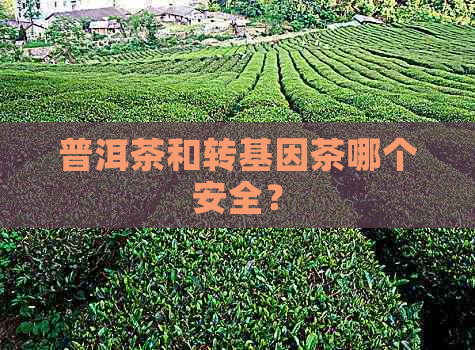 普洱茶和转基因茶哪个安全？