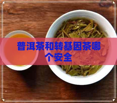 普洱茶和转基因茶哪个安全