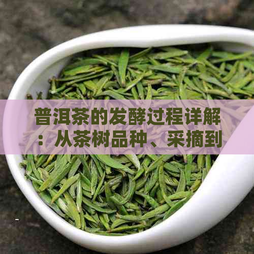 普洱茶的发酵过程详解：从茶树品种、采摘到加工全过程解析