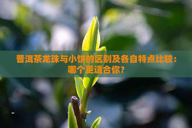 普洱茶龙珠与小饼的区别及各自特点比较：哪个更适合你？