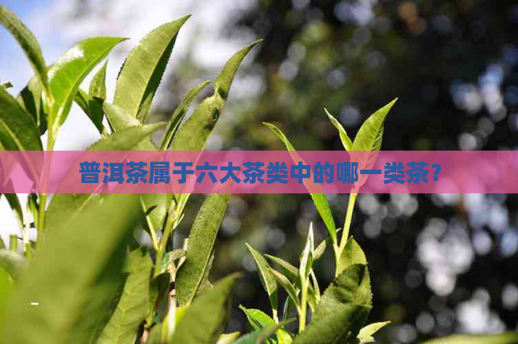 普洱茶属于六大茶类中的哪一类茶？