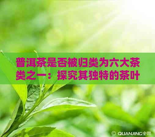 普洱茶是否被归类为六大茶类之一：探究其独特的茶叶分类地位